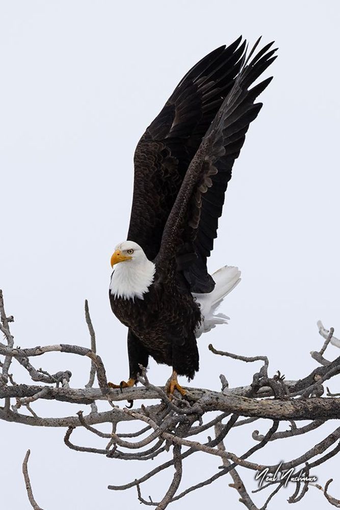 A Moment Before Flight