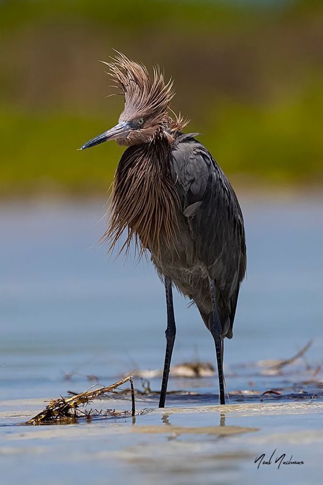 Bad Hair Day