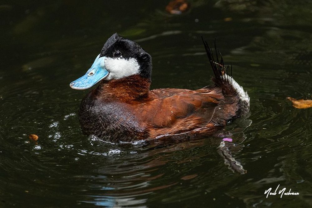 Bluebill Attitude