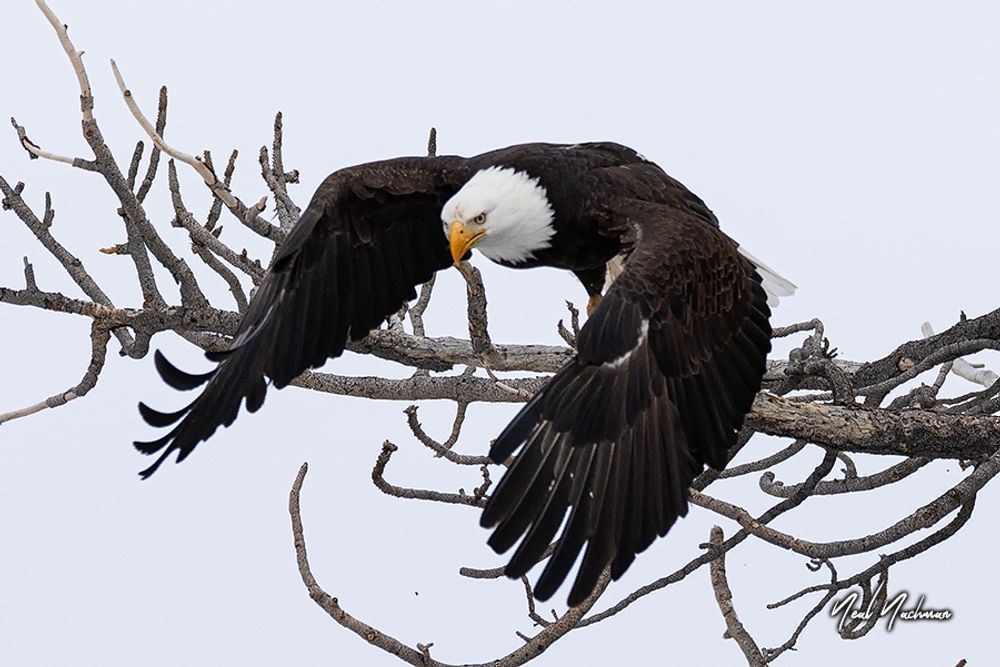 Breaking the Perch