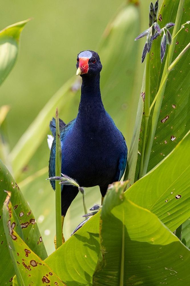 Color in the Marsh
