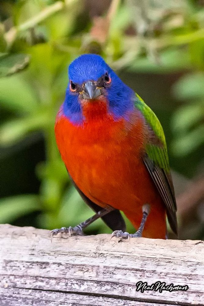 Color with Attitude – Painted Bunting Fine Art Wildlife Photography