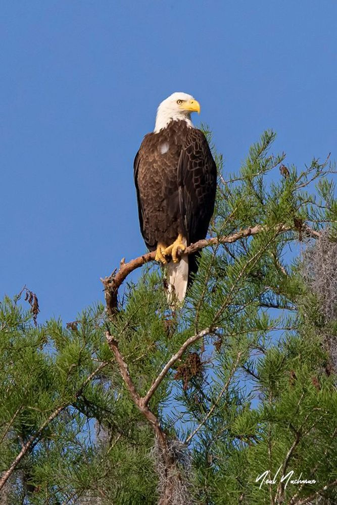 Crown of the Pines
