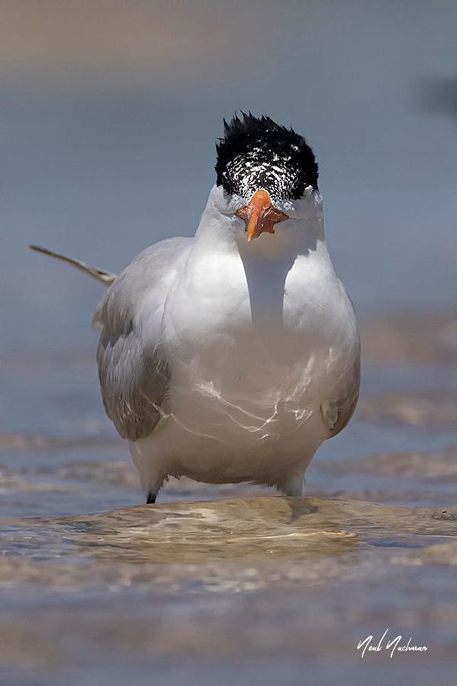 Crowned by the Tide