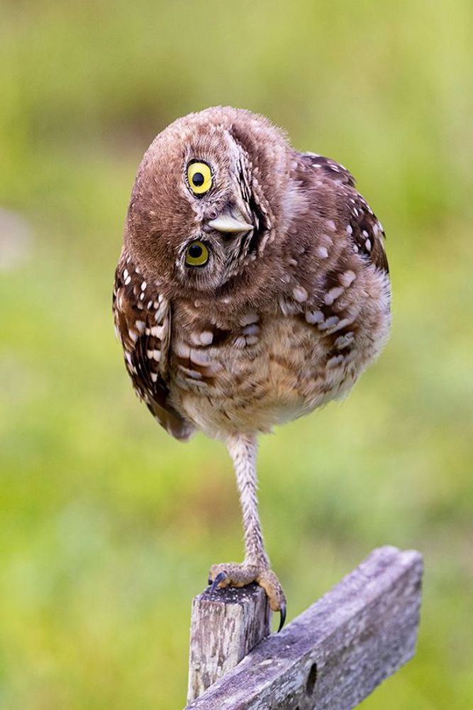 Curious by Nature