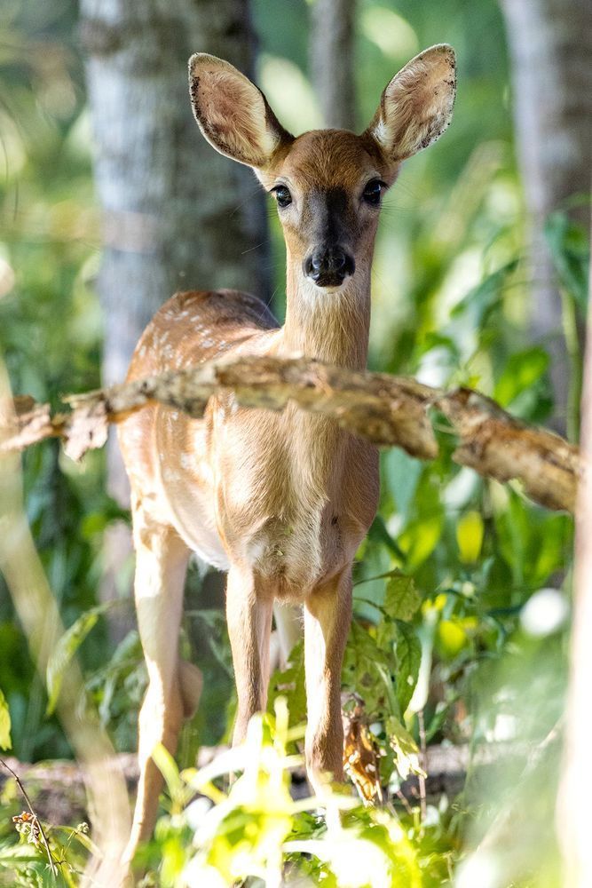 Forest Innocence