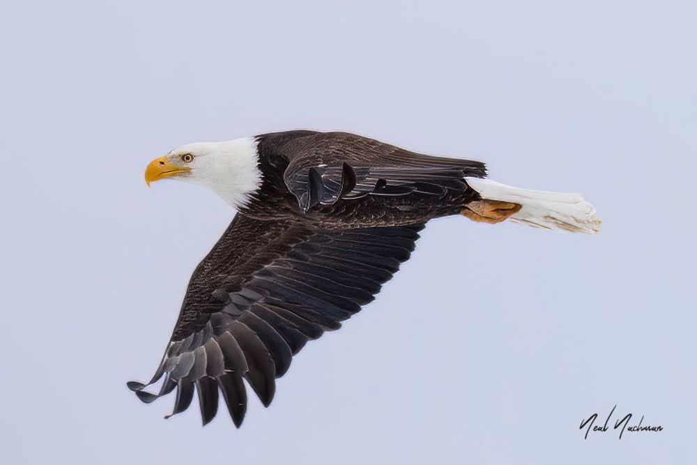 Freedom’s Course