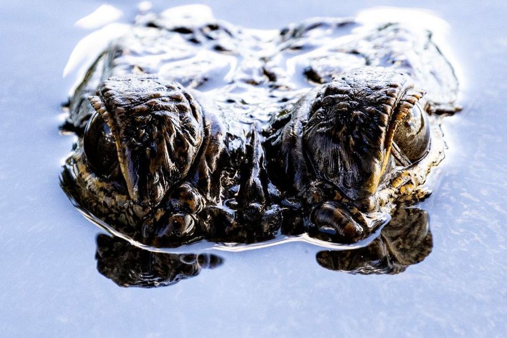 Gator Eyes