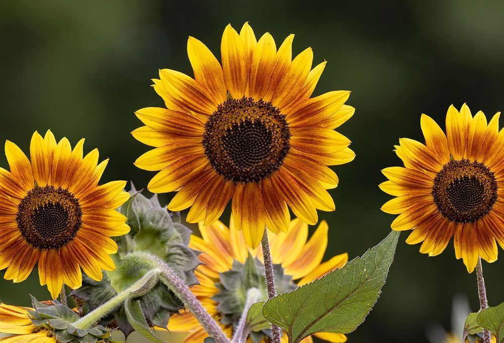 Golden Chorus