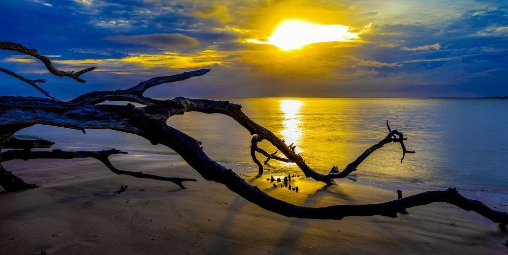 Golden Driftwood