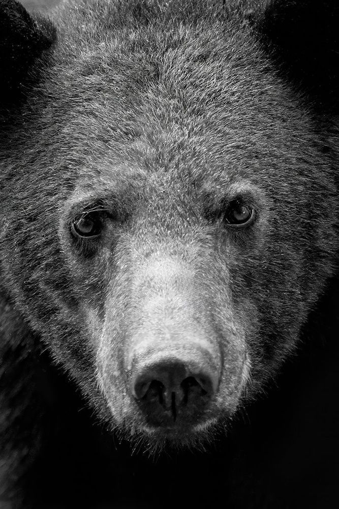 Into The Eyes