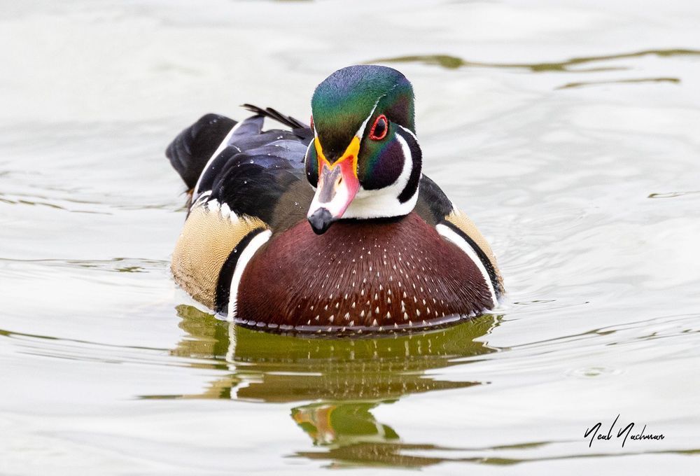 Jewel of the Water.