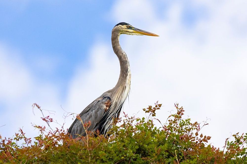 Keeper of the Marsh