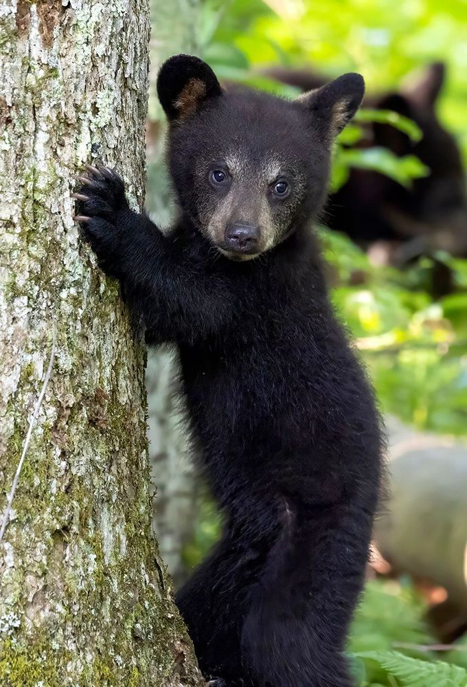 Little Climber