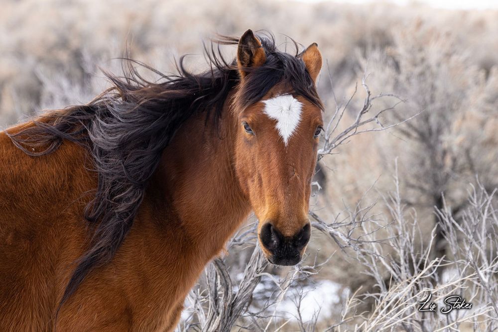 Mane Attraction