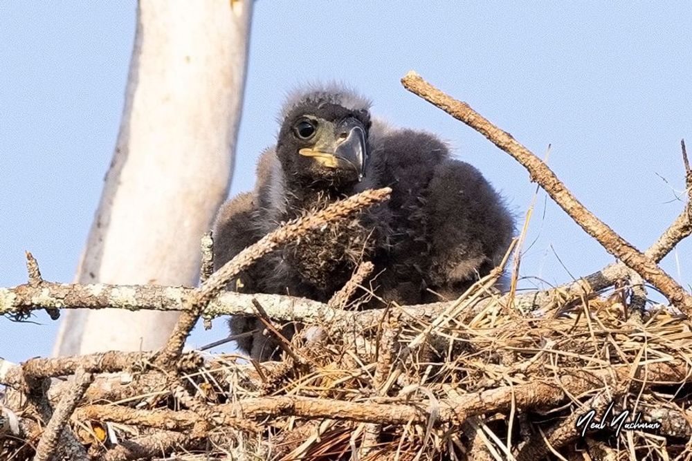 Nest of Promise