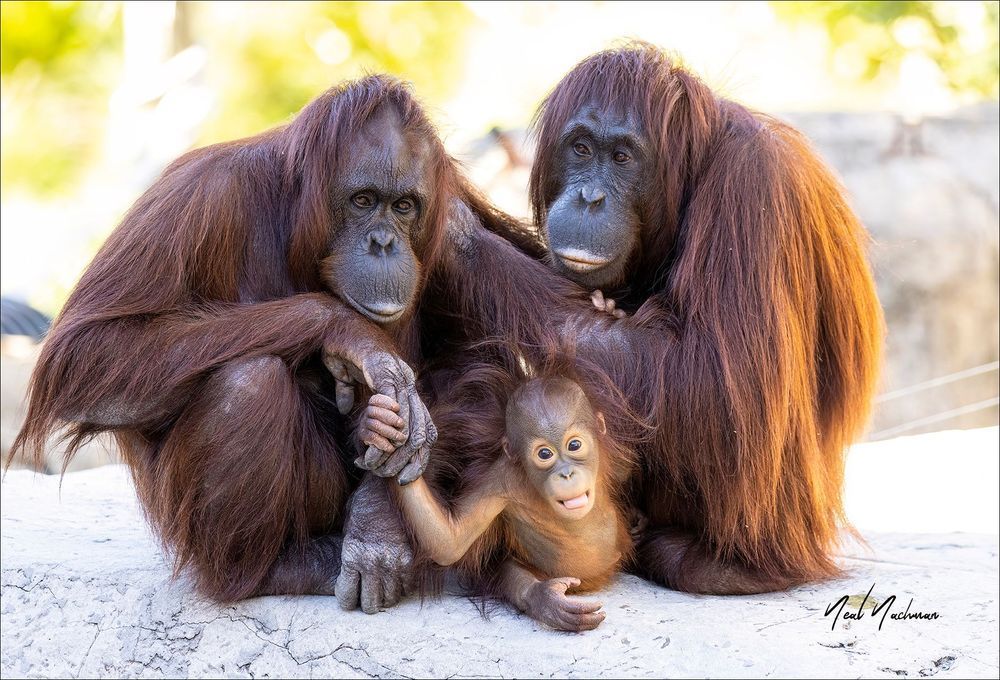 Orangutans - 3 Generations