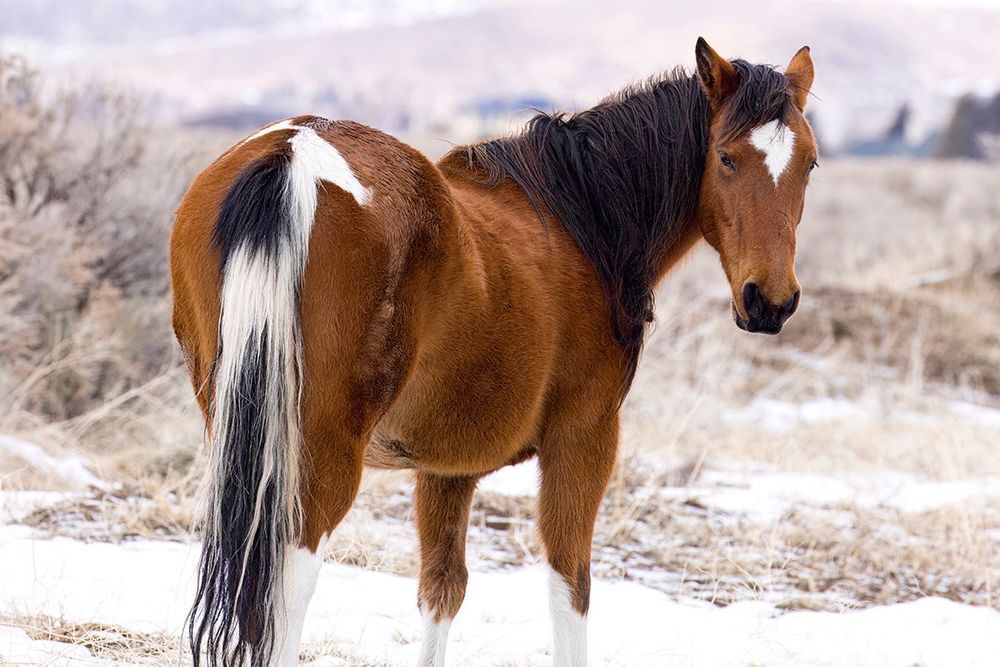 Painted Horse