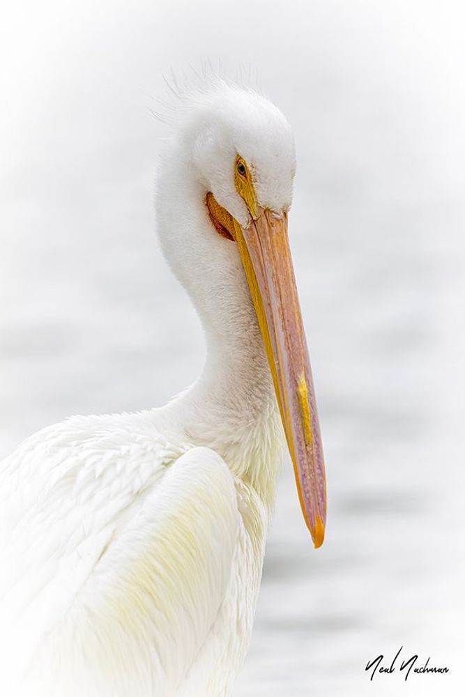Pearl of the Water