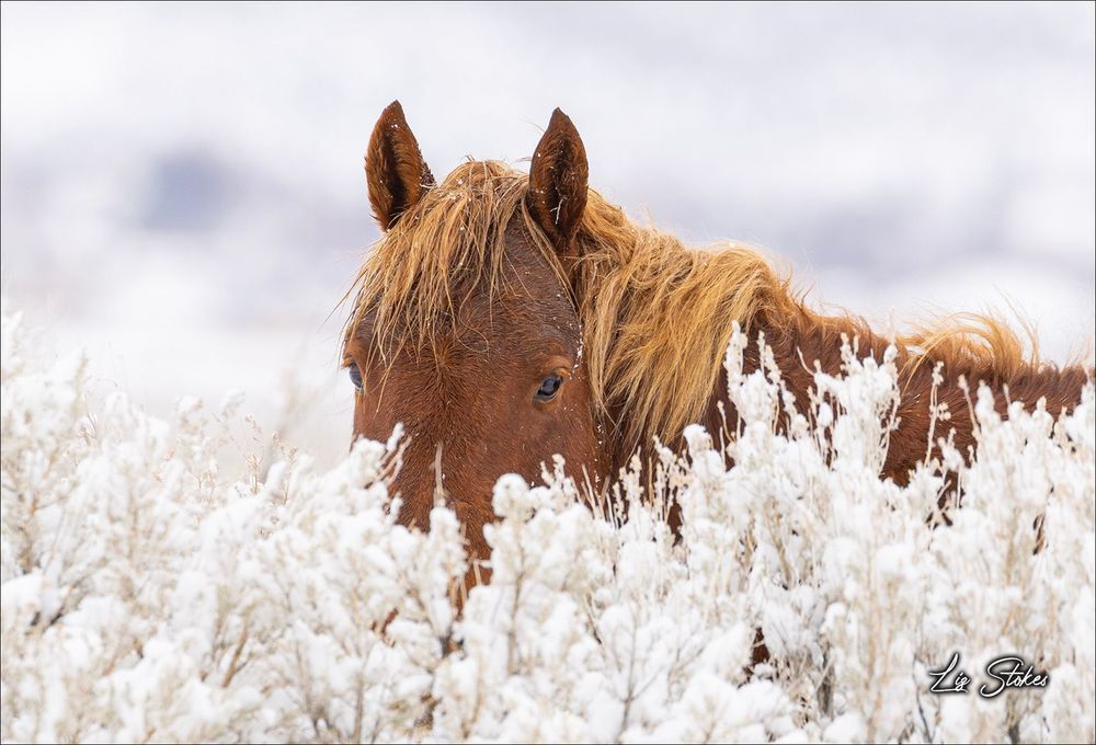 Peekin' Horse