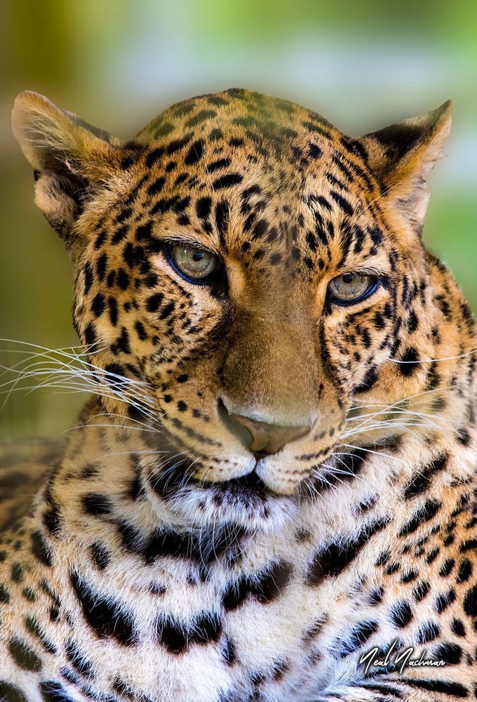 Predator’s Gaze