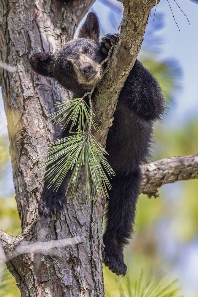 Resting in the Pines