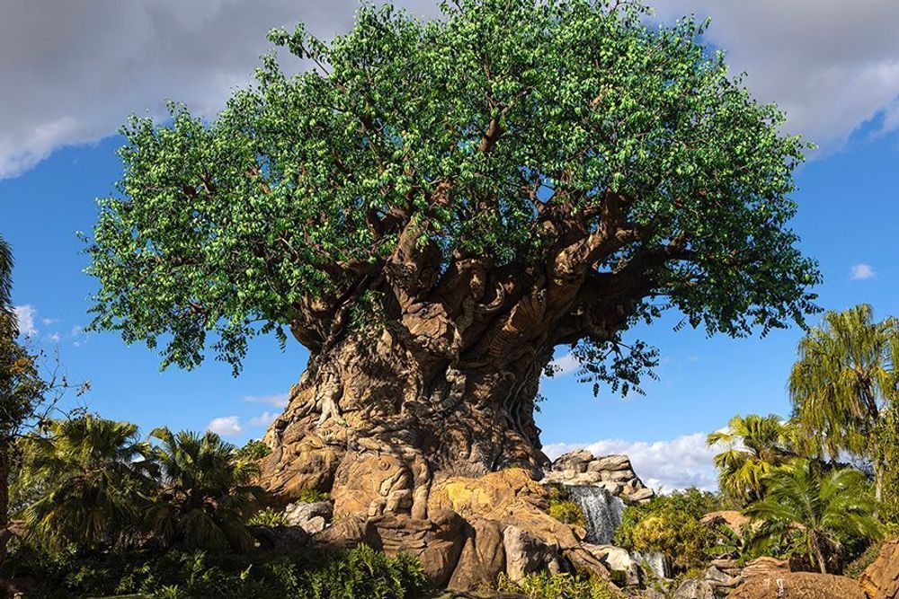 Roots of Magic