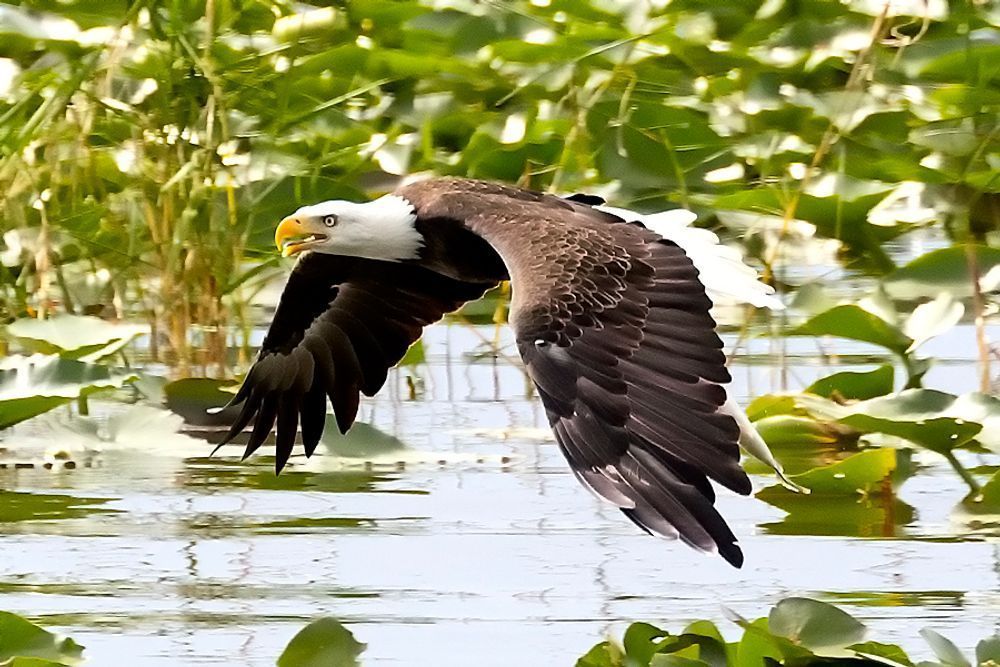 Skimming Freedom