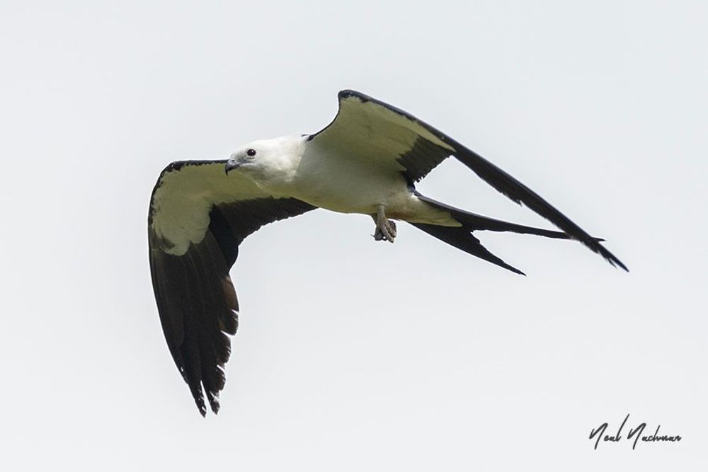 Sky Sovereign
