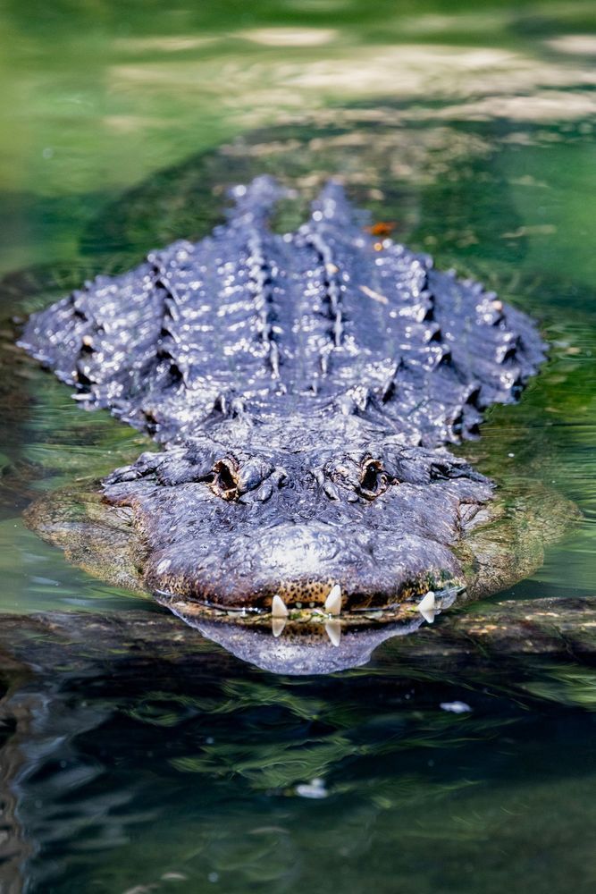 Swamp Smile