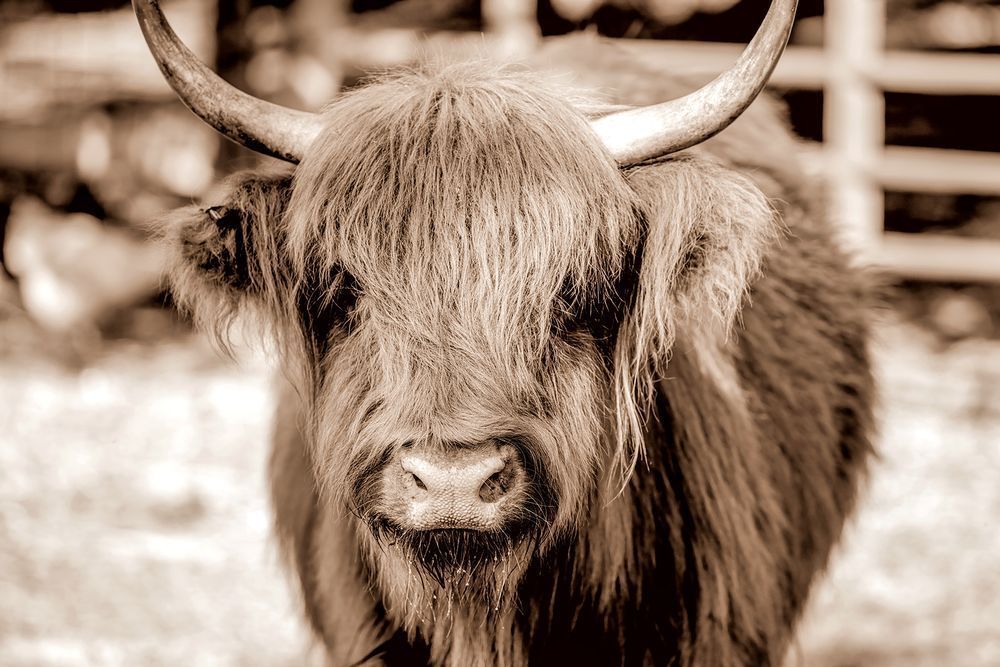 The Highlander