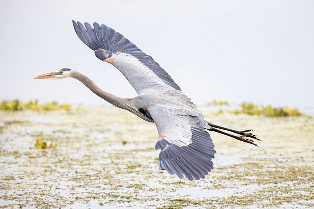 The Long Glide