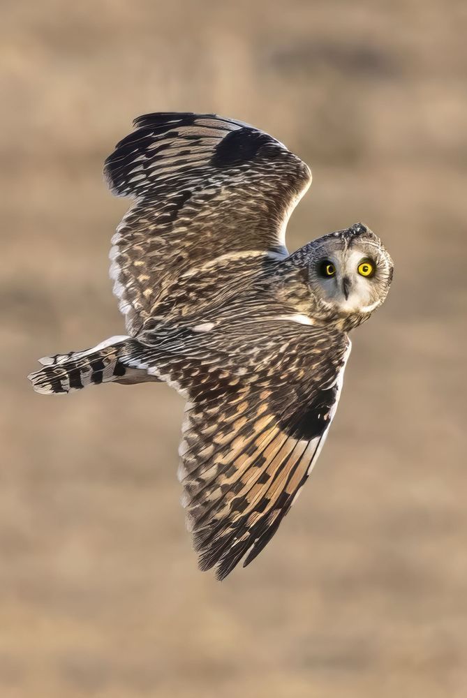 The Watchful Flight