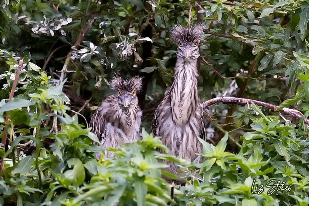 Trouble in the Trees