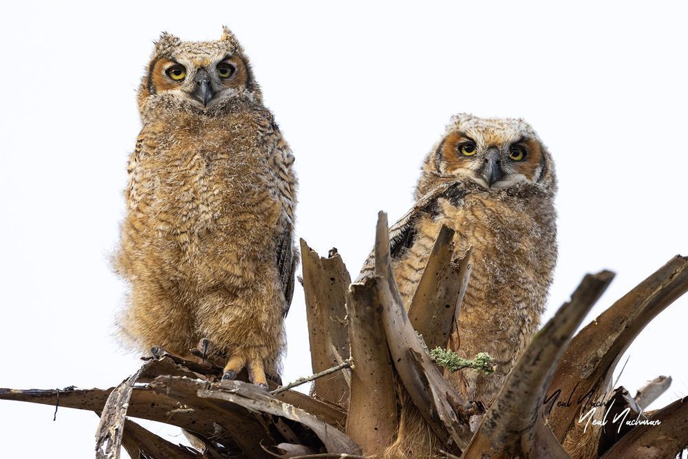 Two Who Watch
