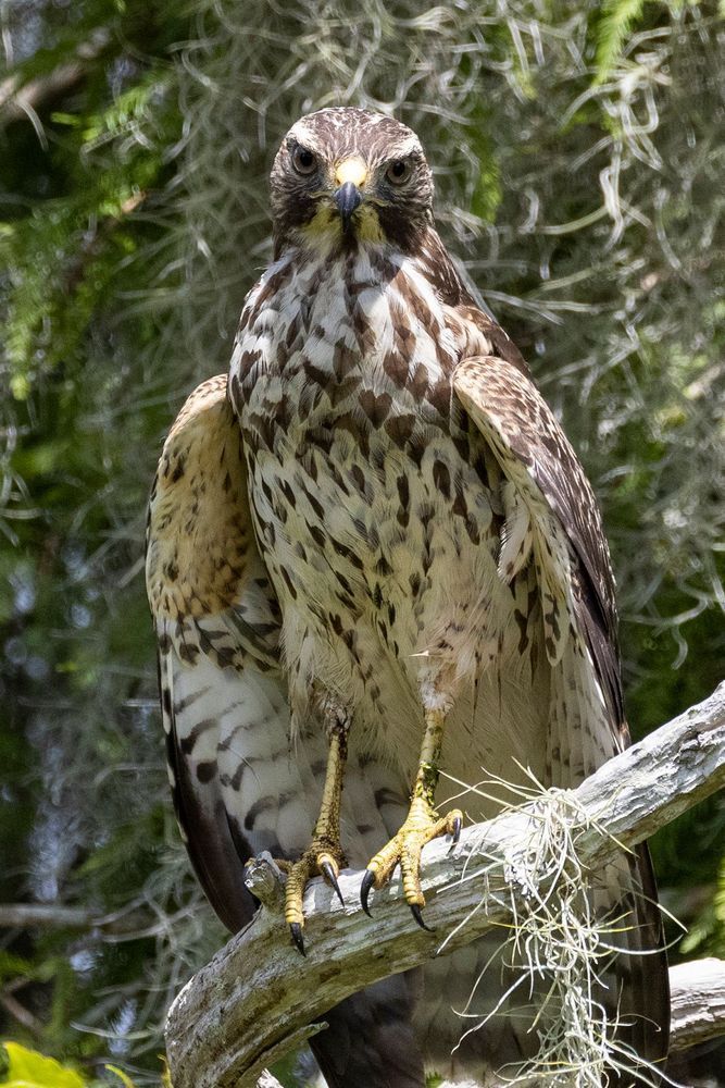 Unyielding Gaze