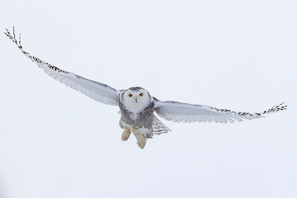 Wings of Winter