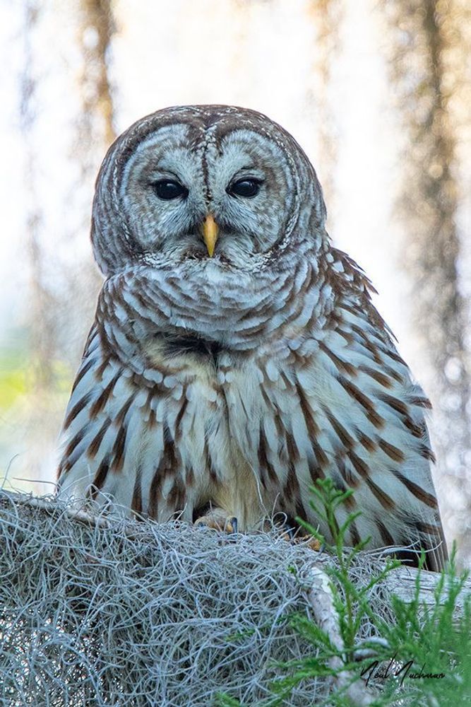Wisdom in Stillness